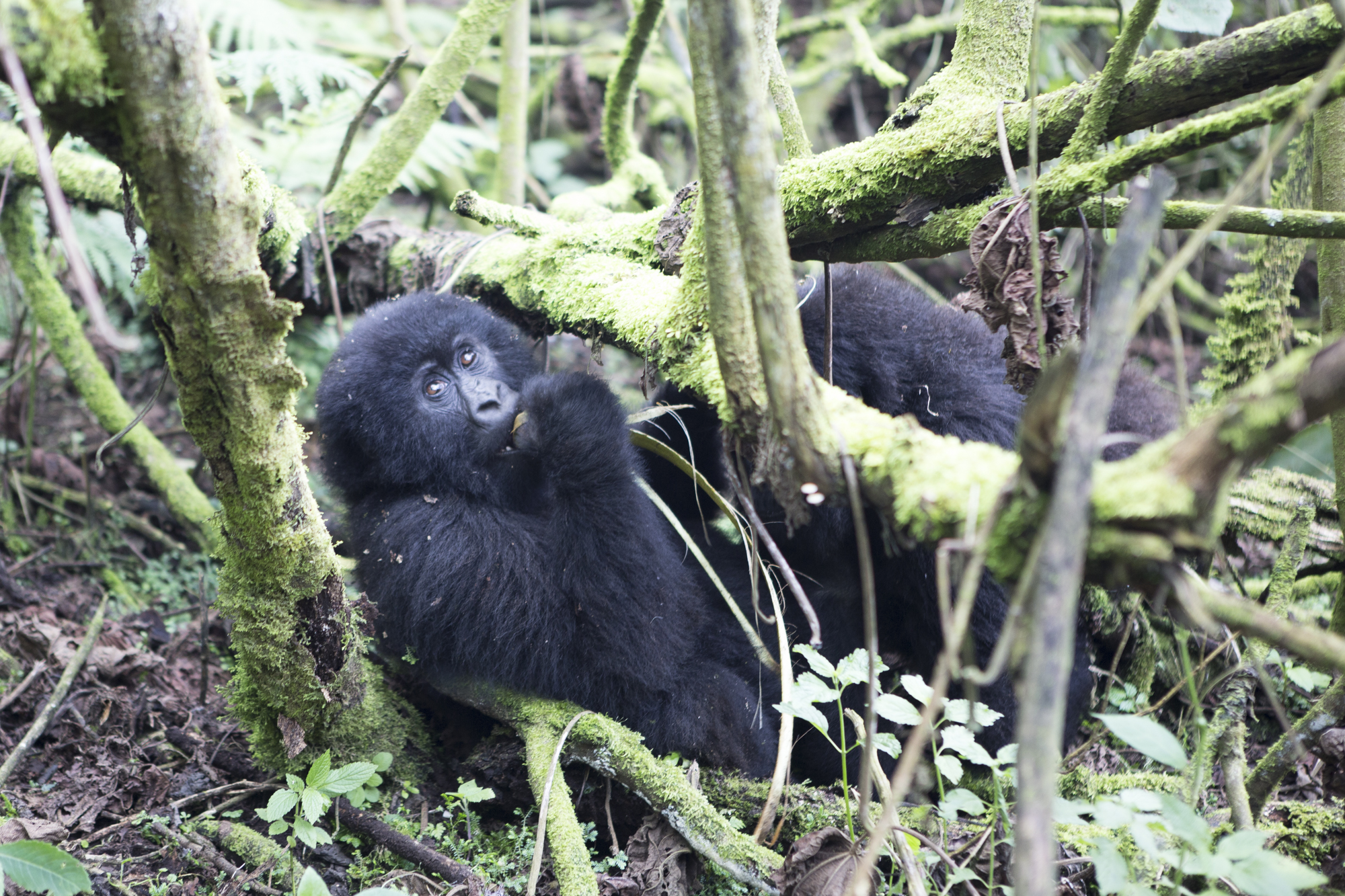 Gorillas of the Virunga Mountains