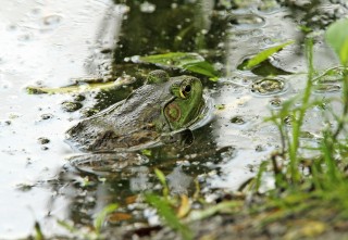 Bullfrog in the Wetland