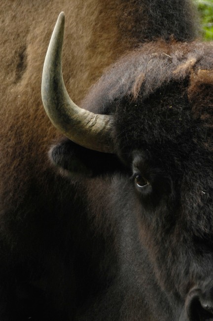 Celebrate Bison This Fourth of July