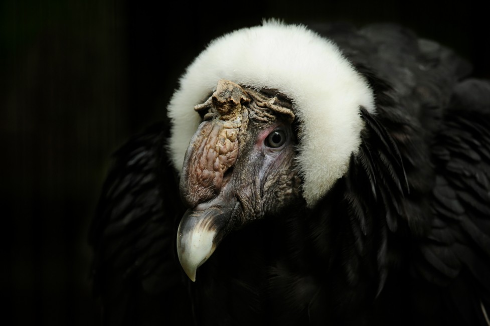 Condors: New World Vultures