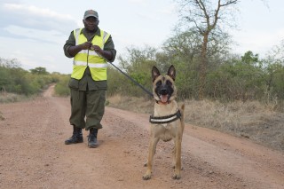WCS Detection Dogs: First Ivory Bust