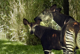 Okapi: Rare Rainforest Giraffe