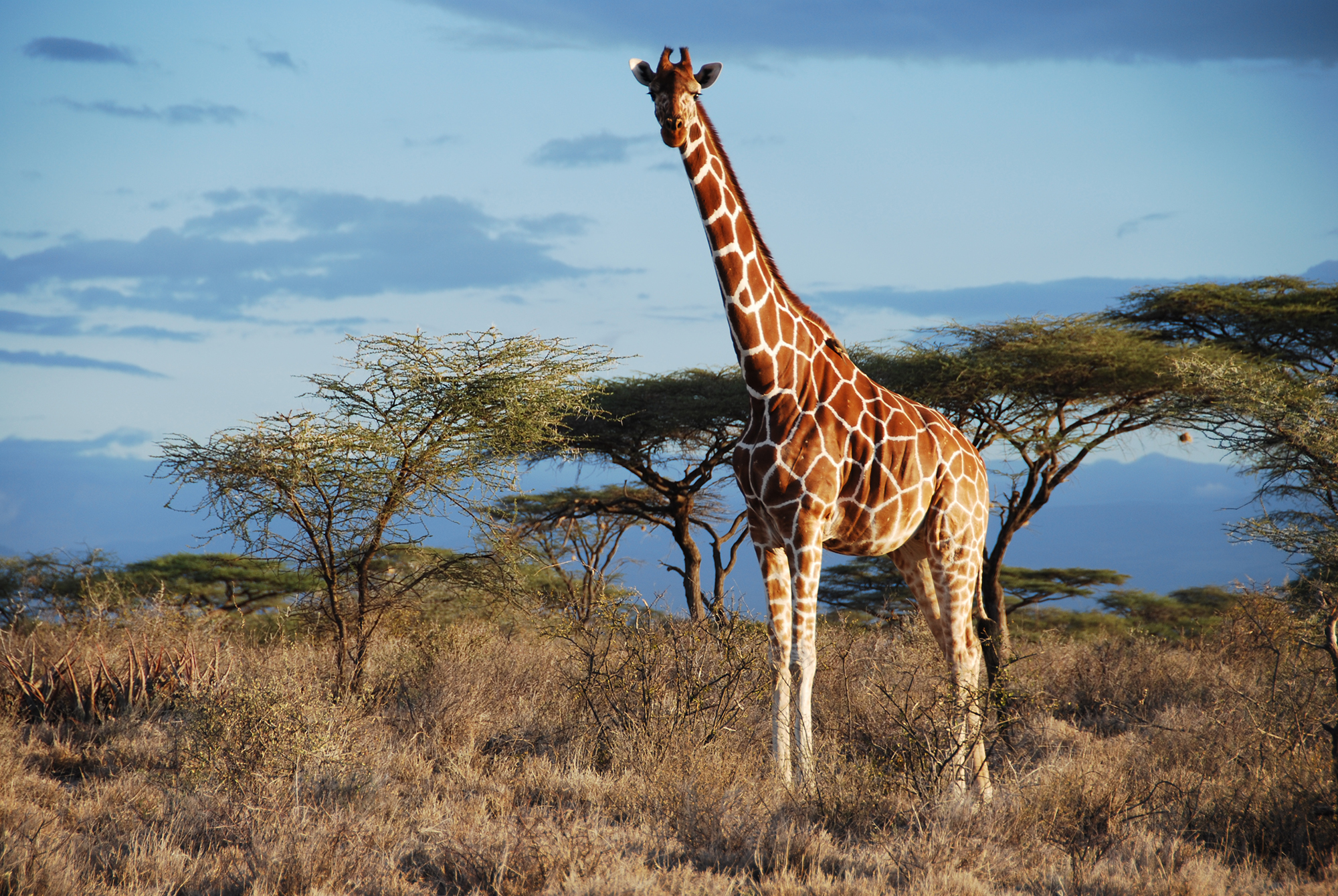 Genetic Analysis Uncovers Four Species of Giraffe, Not Just One