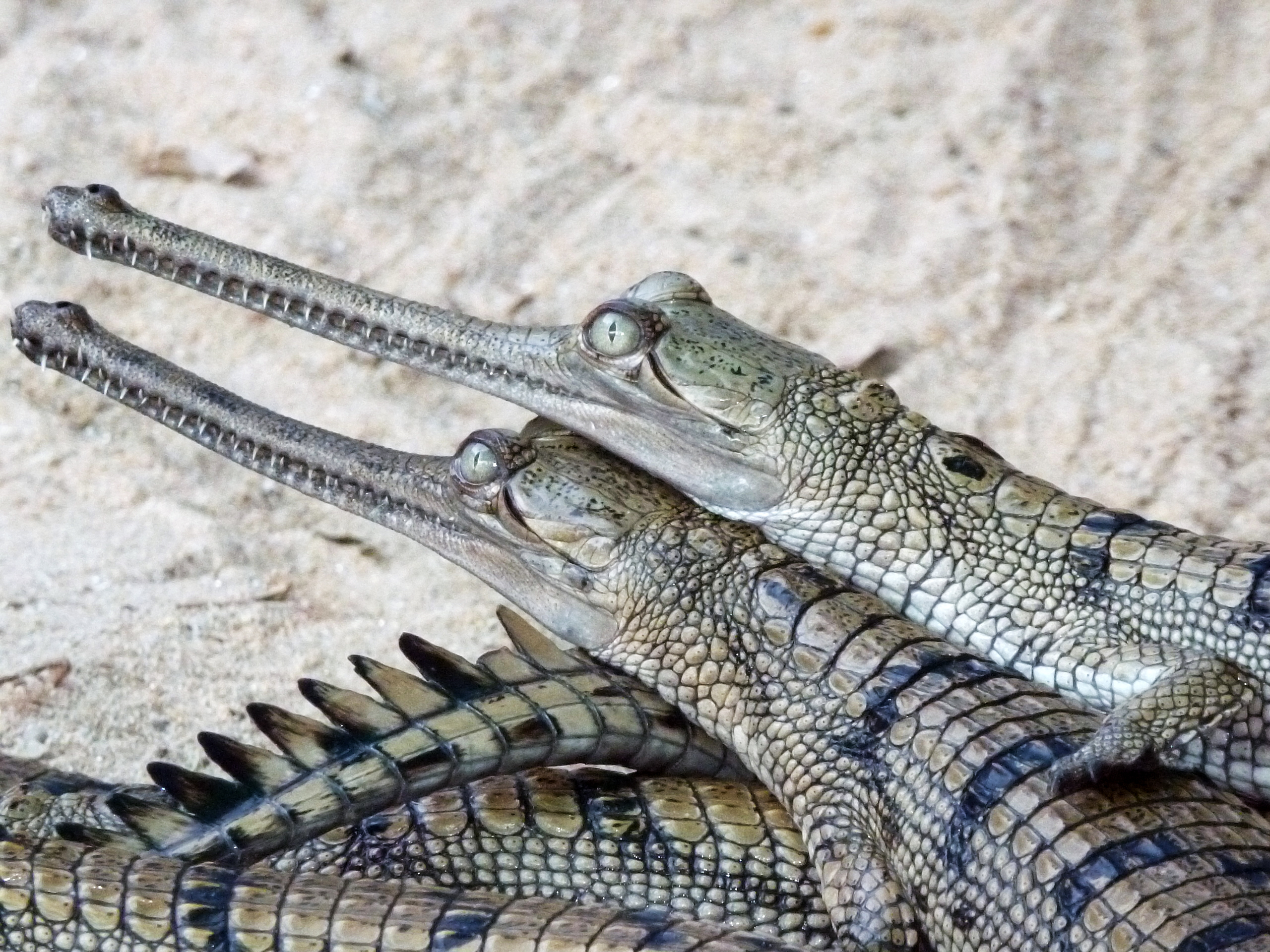 Gharial Day Care