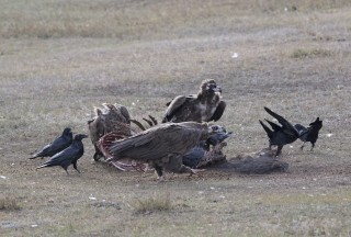 The Cinereous Vulture, A Mongolian Icon
