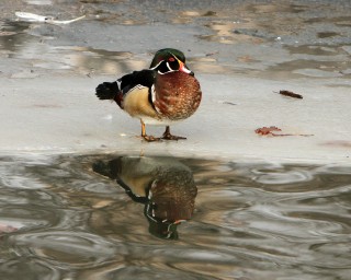 Reflecting on Waterfowl