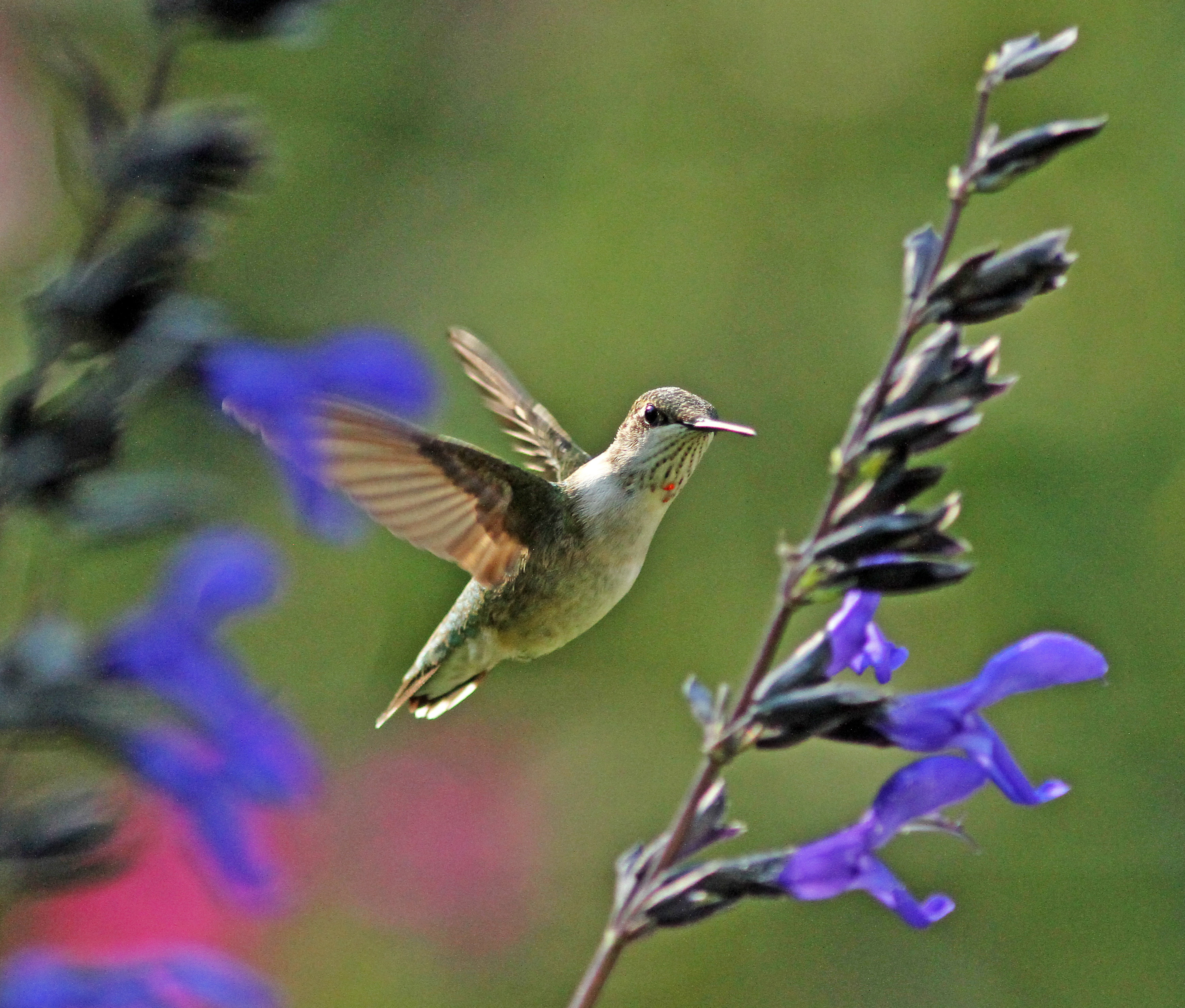 A Young Hummer