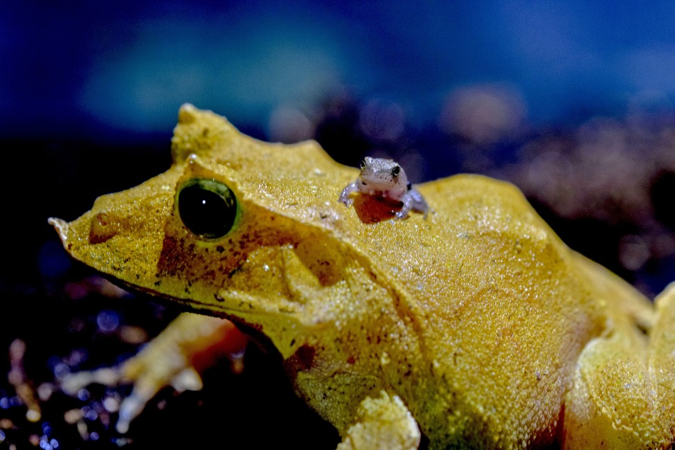 Great and Small: Leaf Frogs