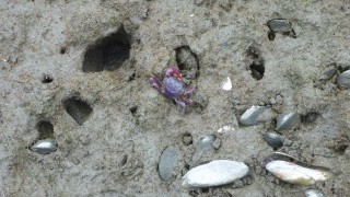 The Purple Marsh Crab