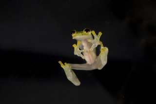 See-through Frogs