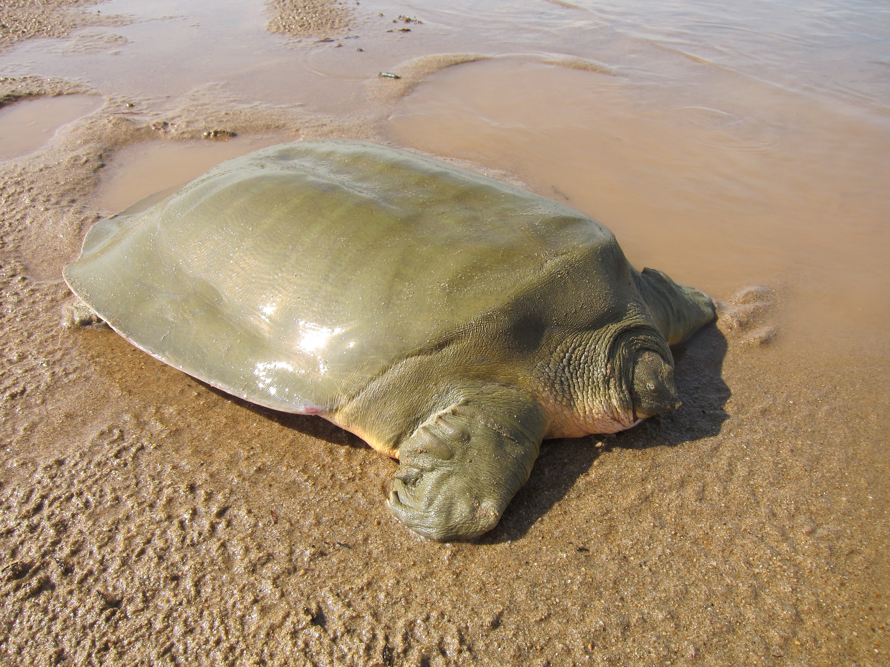 Hope for Frog-faced Softshell Turtles