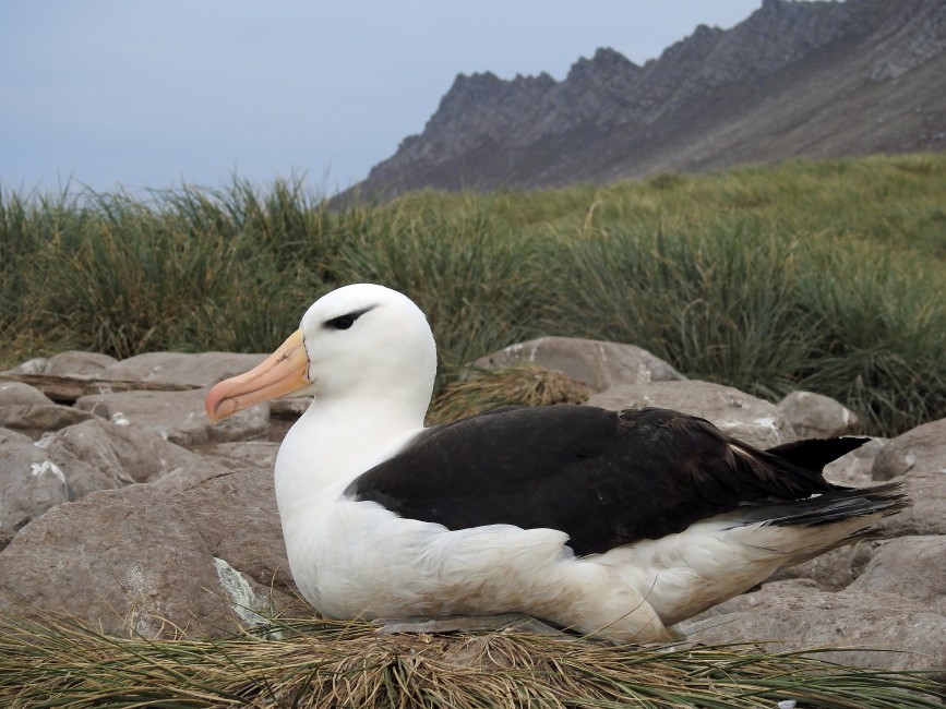 Elegant Albatross