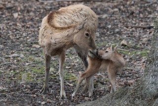Oh, Deer! A Bronx Baby Boom