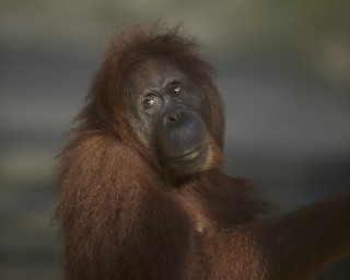 The Rich Orangutan Histories