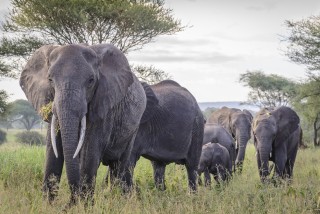Bwana Tembo (Mr. Elephant)
