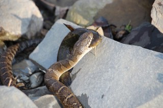 The Keuka Lake Snake