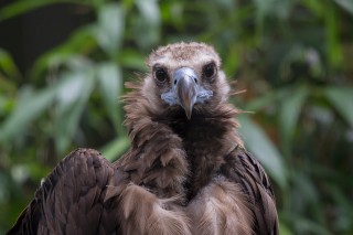 It’s International Vulture Awareness Day