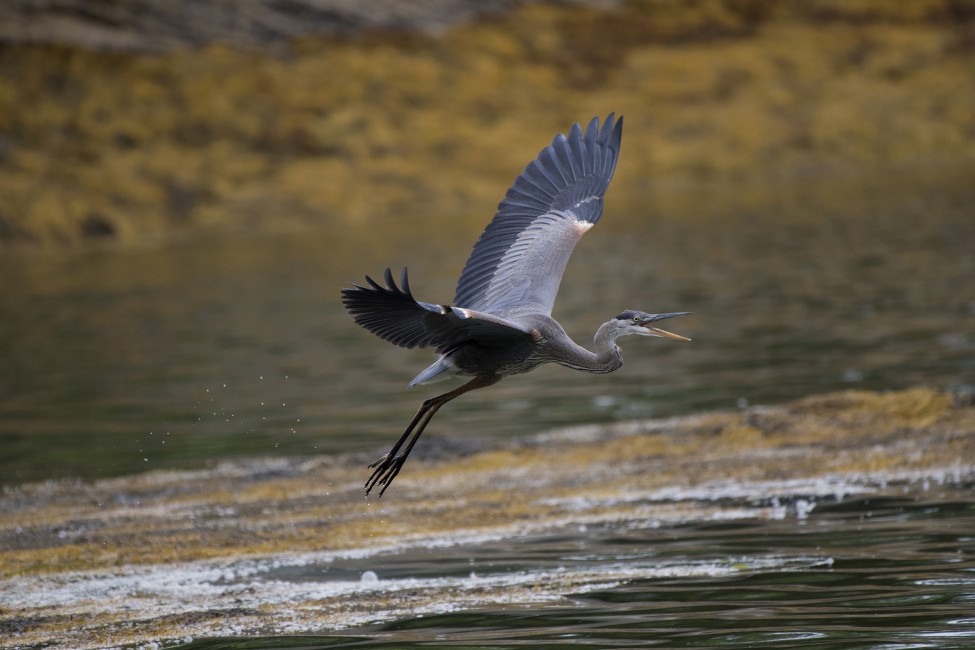 Fishing Expedition – Great Blue Heron