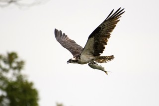 Osprey Catch of the Day