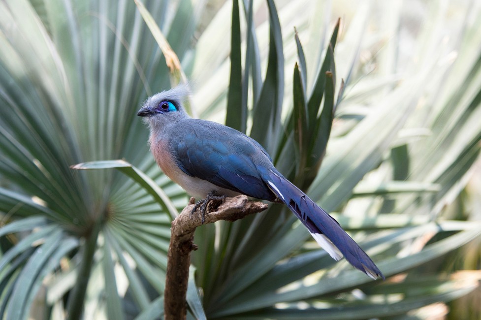 No Trick, Crested Coua Is A Beautiful Treat