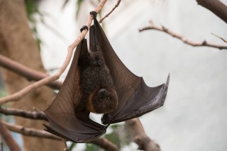 Bats on the Brink – But Not in the Bronx