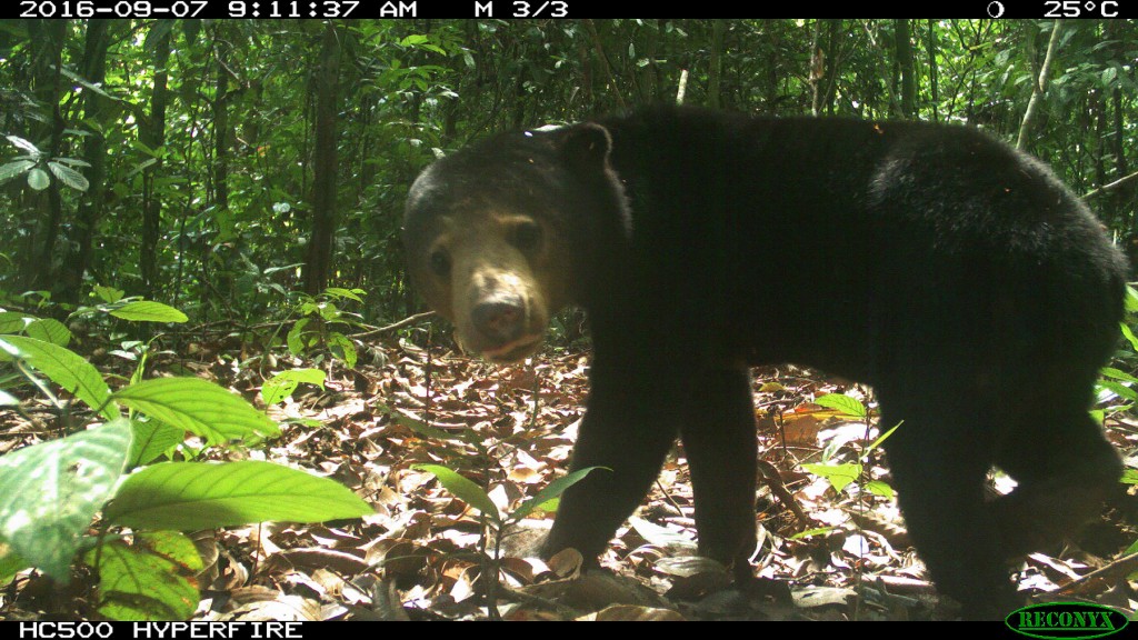 Sun Bears are Fruitful for the Forest