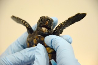 Head Start for a Tiny Turtle