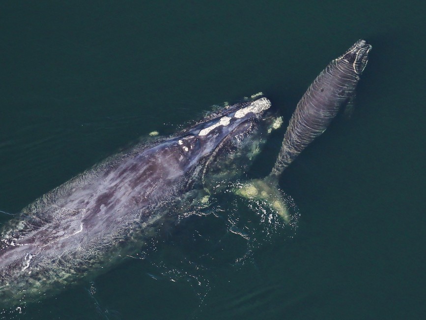 The Rarity of North Atlantic Right Whales