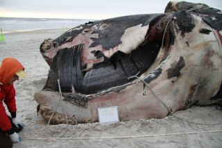 The Rarity of North Atlantic Right Whales, Part 2