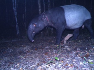 Wire Snares: The Bane in Malaysian Forests, Part 1
