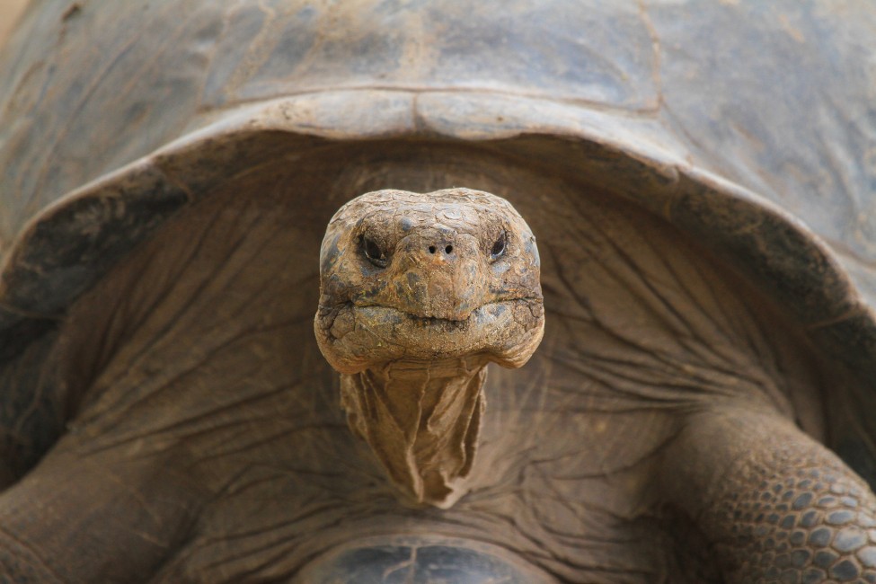 Ensuring a Future for the Galápagos Tortoise