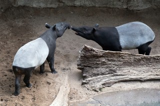 Malayan Tapir – Clever Camouflage