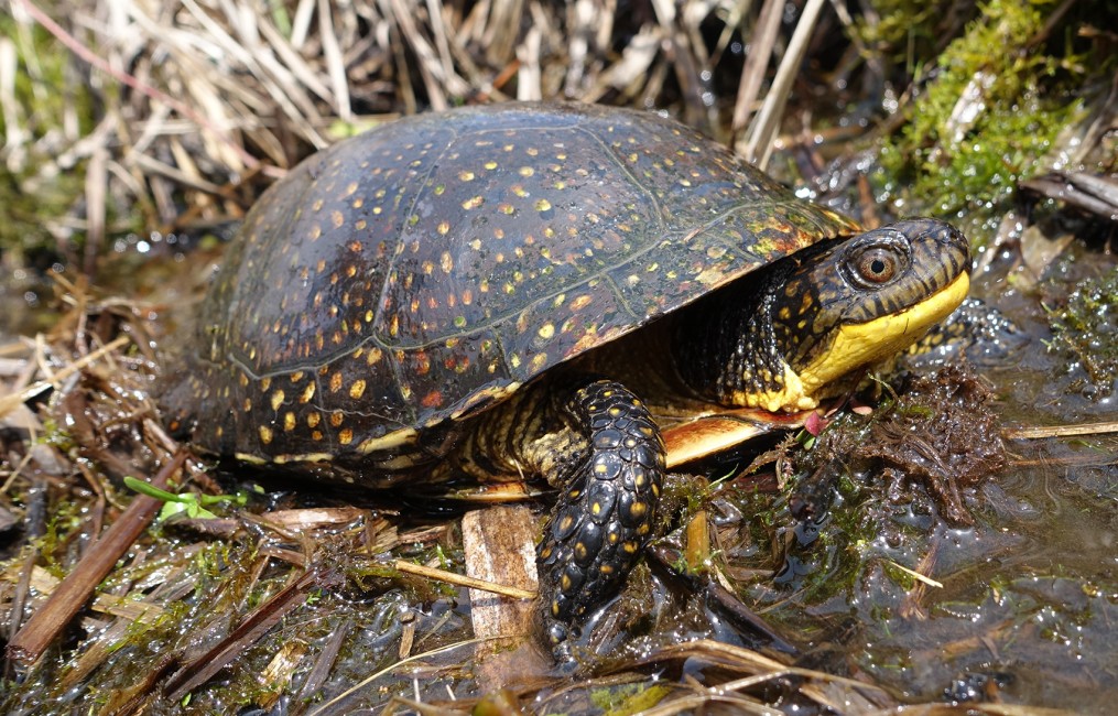 Blanding’s Turtle: Under Threat