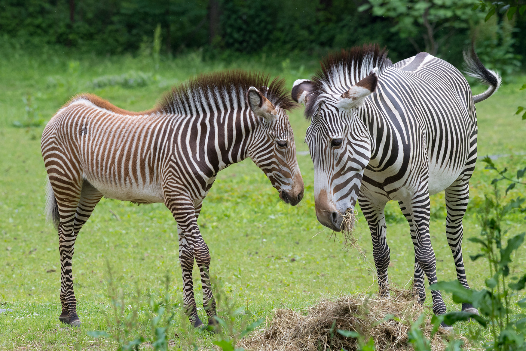 Zebras: Born Black, White…and Brown?