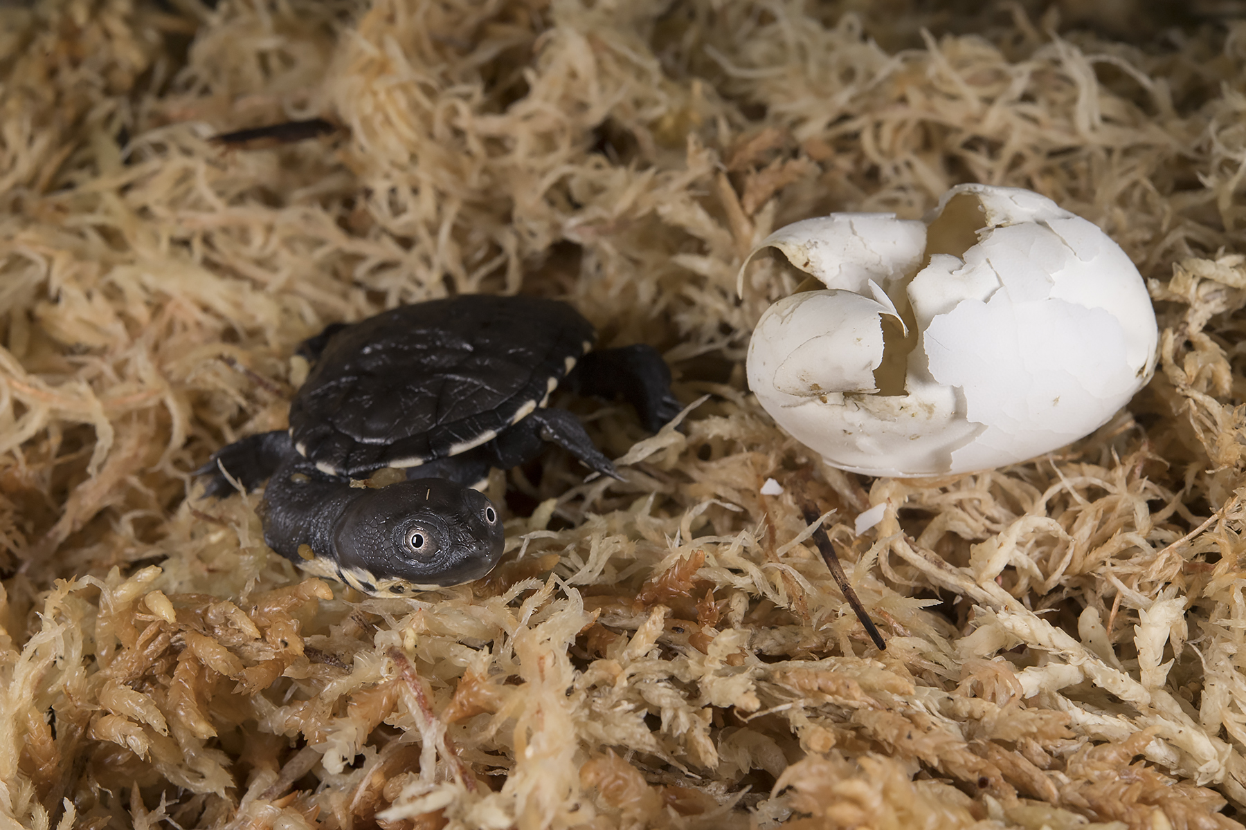 Welcome, Turtle Hatchling