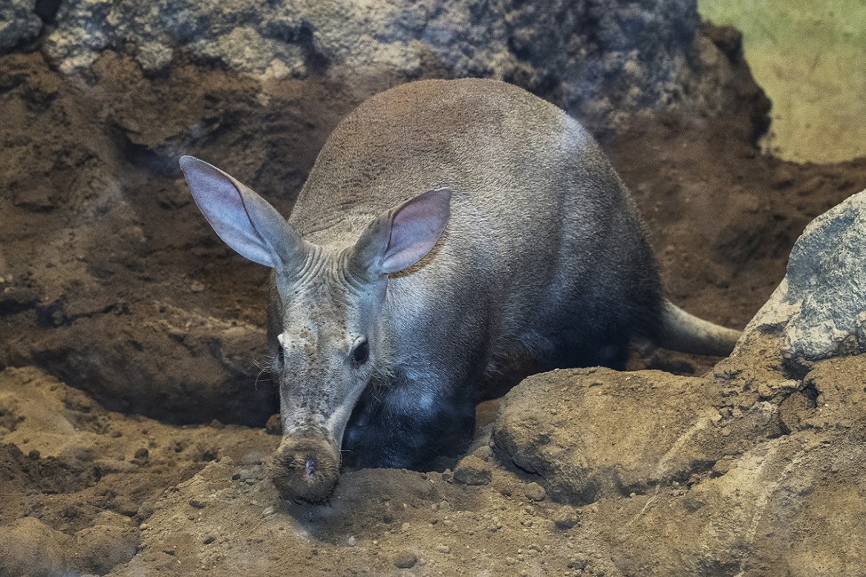Aardvarks: Weird and Wonderful