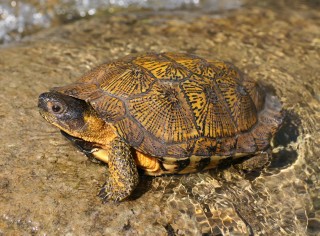Endangered Wood Turtle: Slowly Vanishing From Our Streams and Woodlands