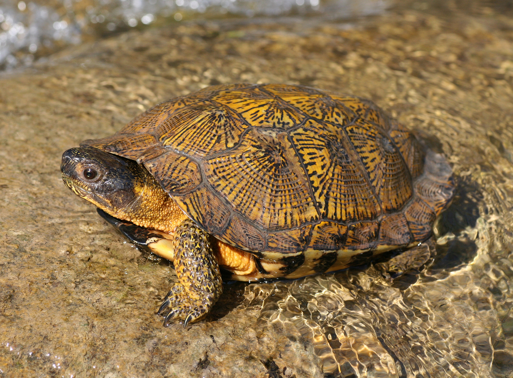 Turtle Fur Franz Merino Wool Beanie - Fleece Earband Lining One Size