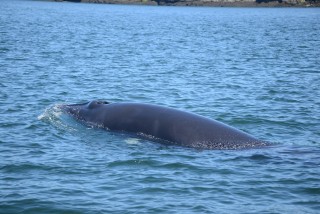 Minke Whale Fan for Life, Part 2