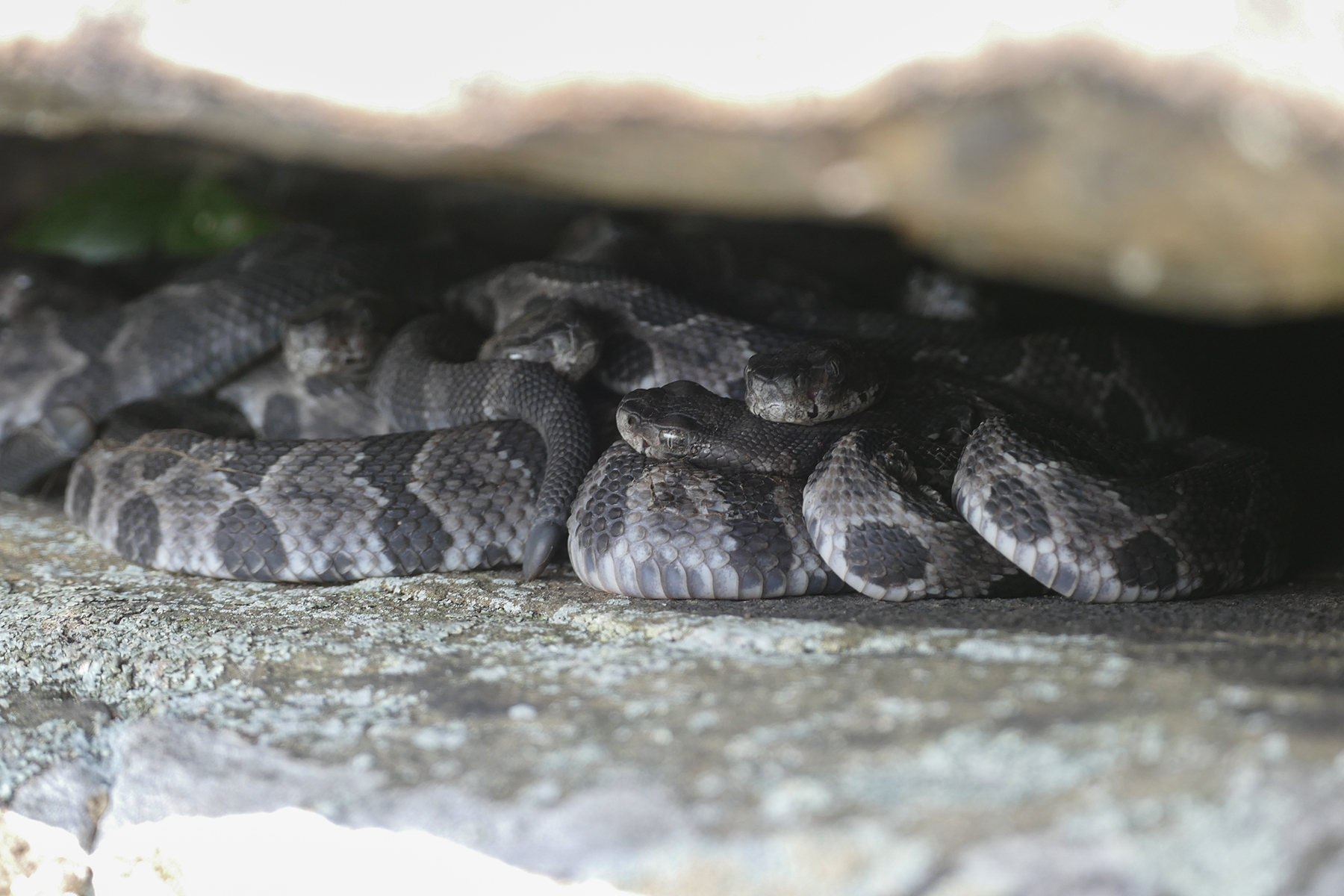 Baby Rattlesnake Birth At Harry Leslie Blog