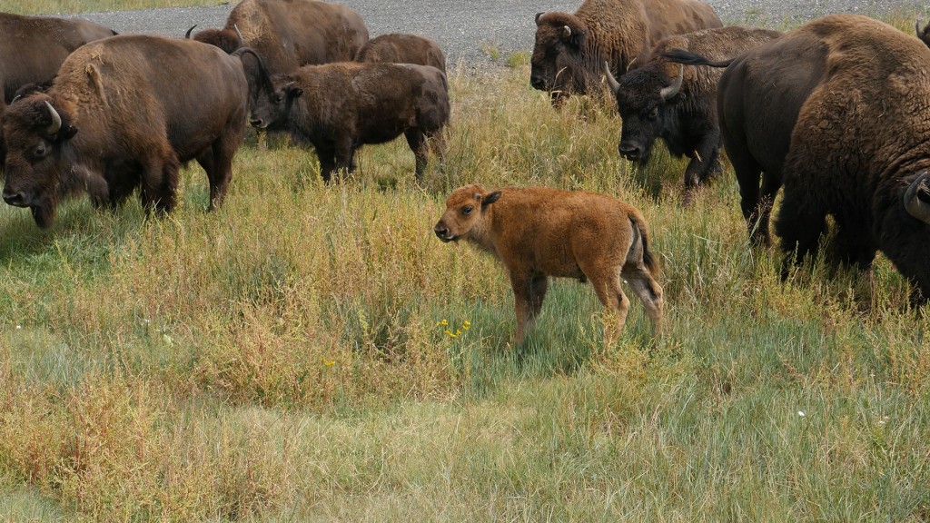 A Moment with American Bison