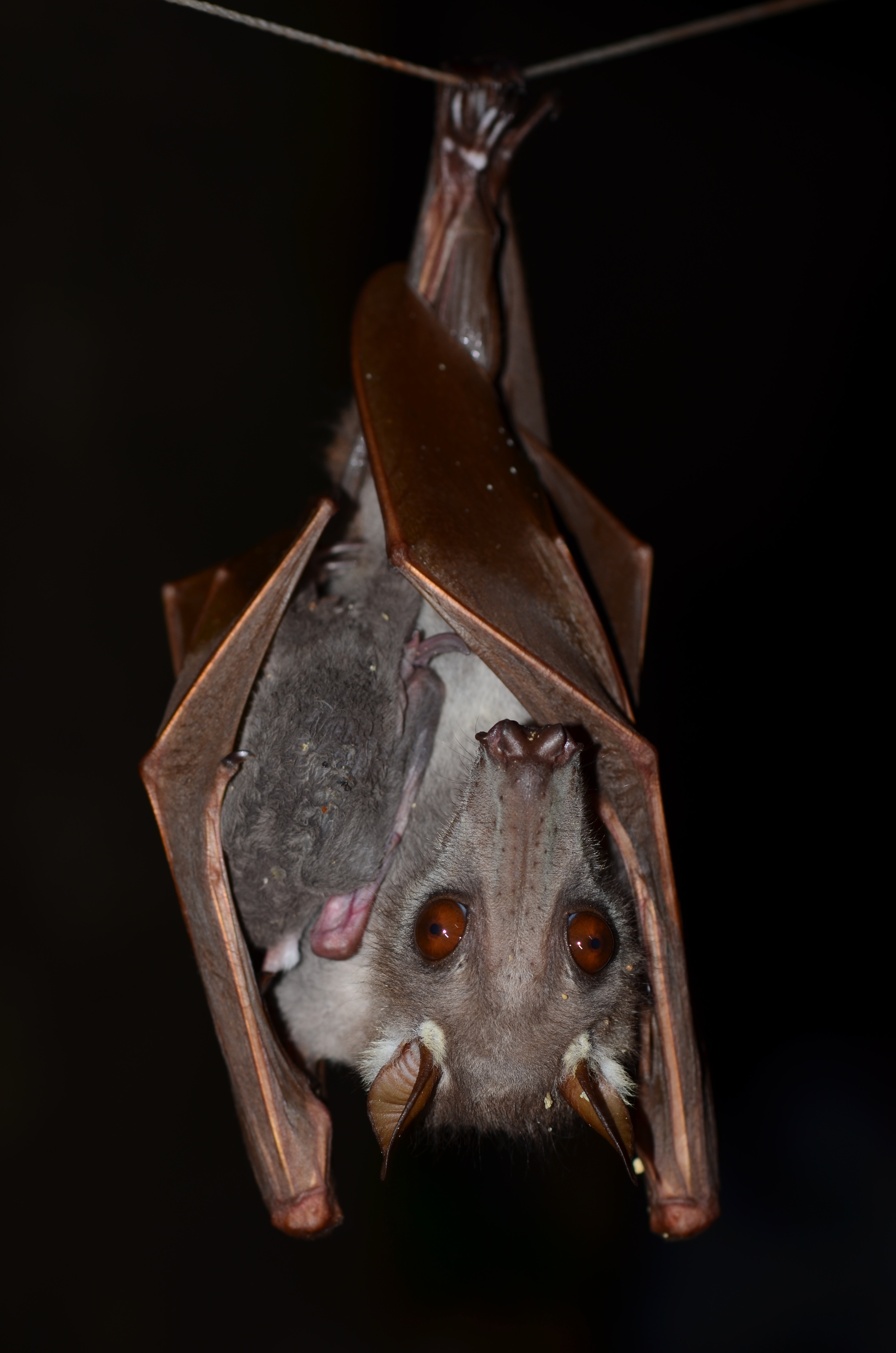 Hammer-headed Bat Family