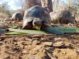 Rescuing Radiated Tortoises, Part 2