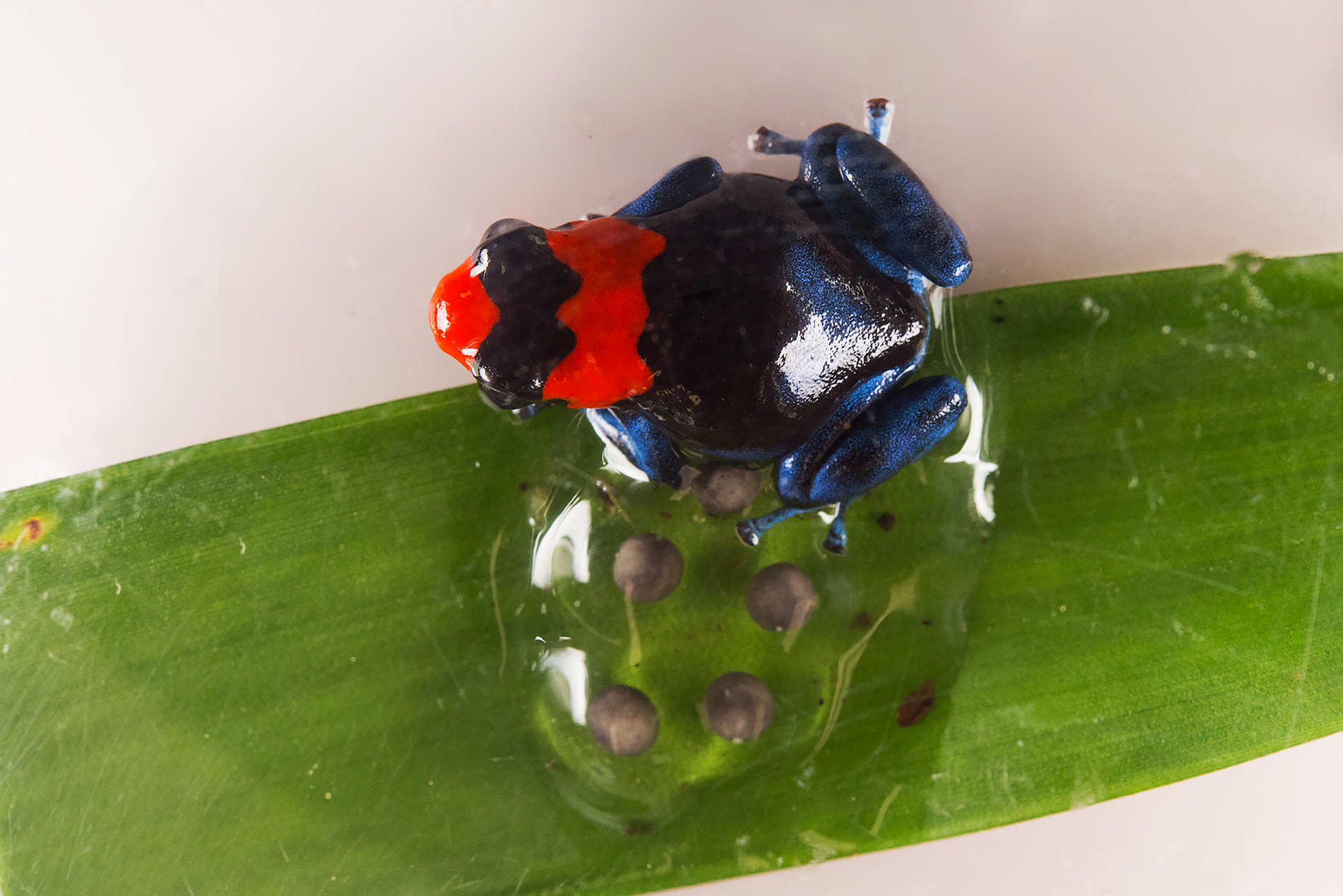 Blessed Poison Frogs