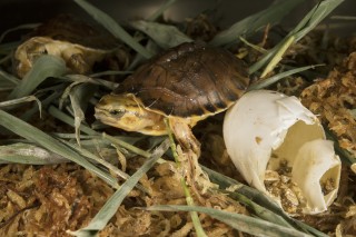 A Rare Turtle Hatch