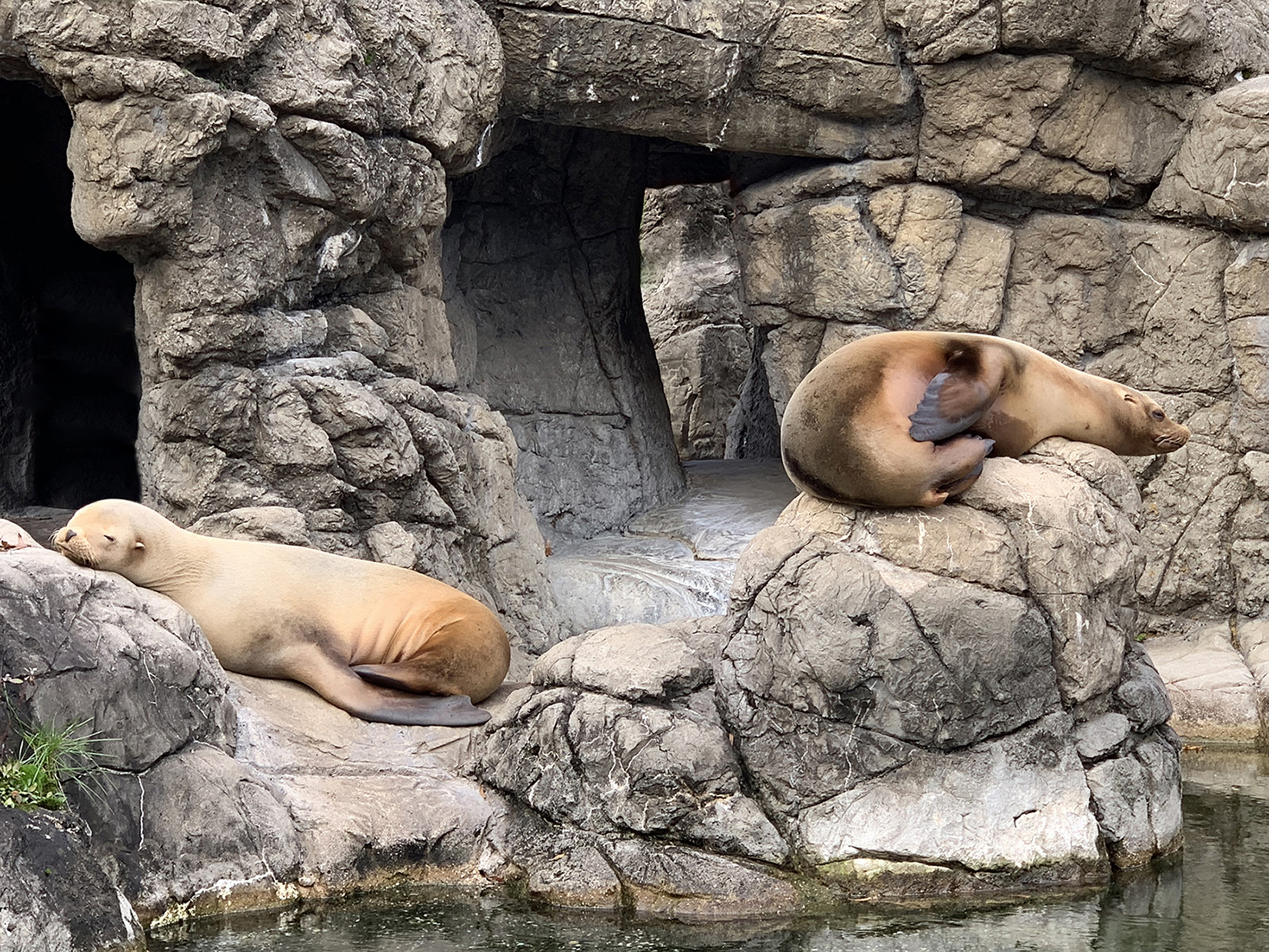 California Sea Lions: Wing-footed Wonders