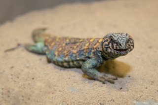 Critical Care for a Colorful Lizard