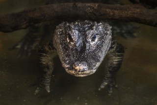 Chinese Alligator Survival