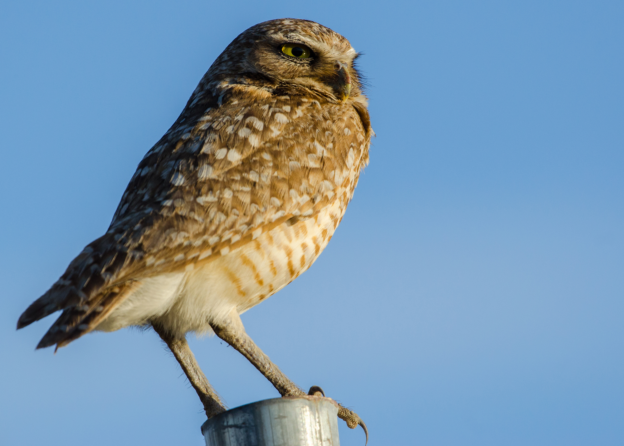A Burrowing Owl in the Boroughs