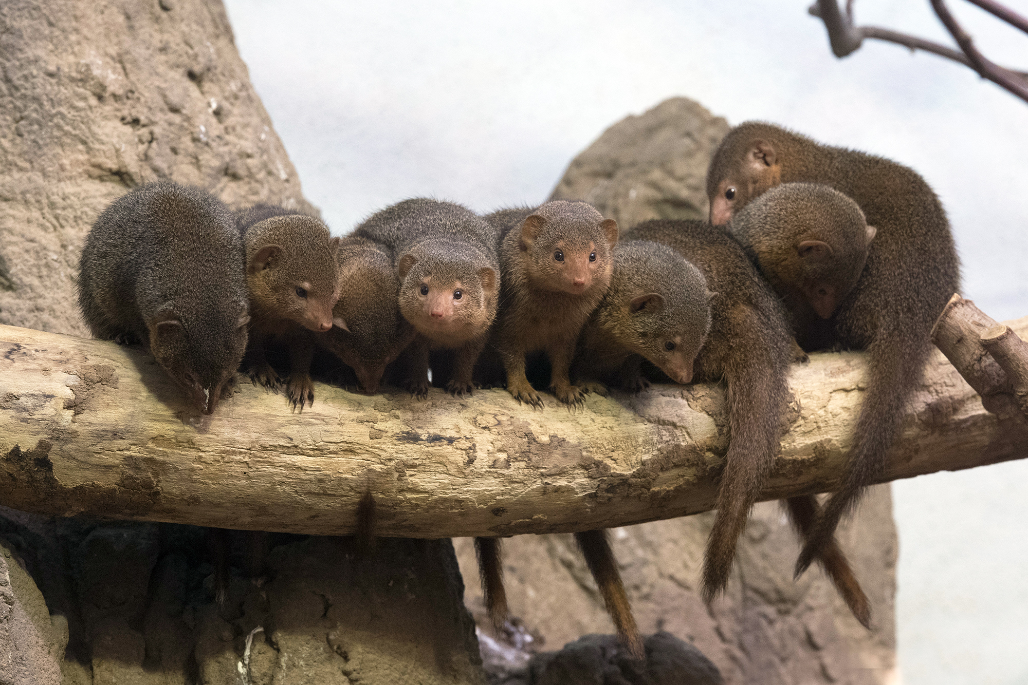 A Mob of Mongooses